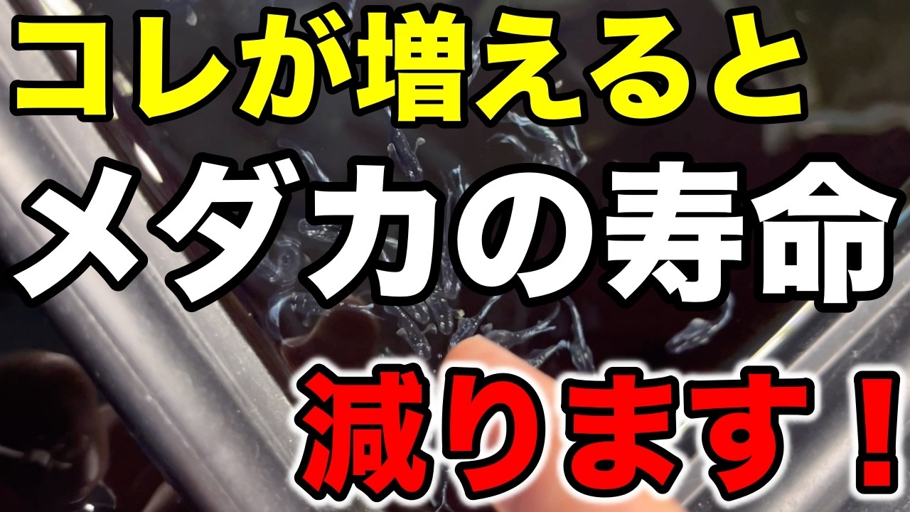 メダカの平均寿命と老いのサインとは？産卵と寿命の関係についても解説！
