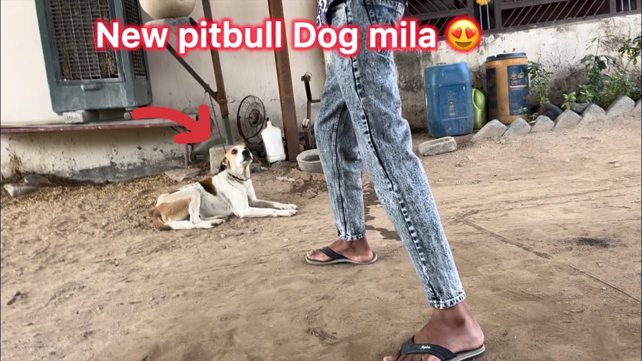 New pitbull Dog mila 😍 Day 55/365 ✅