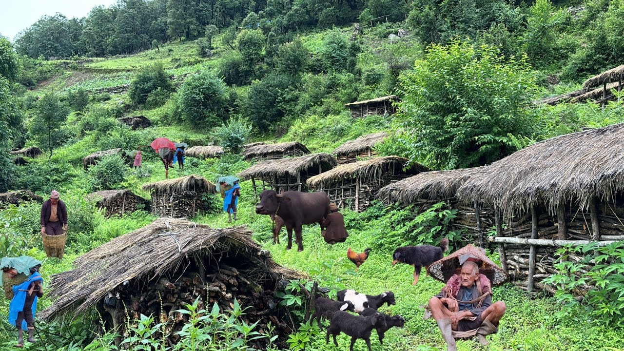 Nepali Mountain village life into the Rainy Season | Daily Activities of Rural village life in Nepal