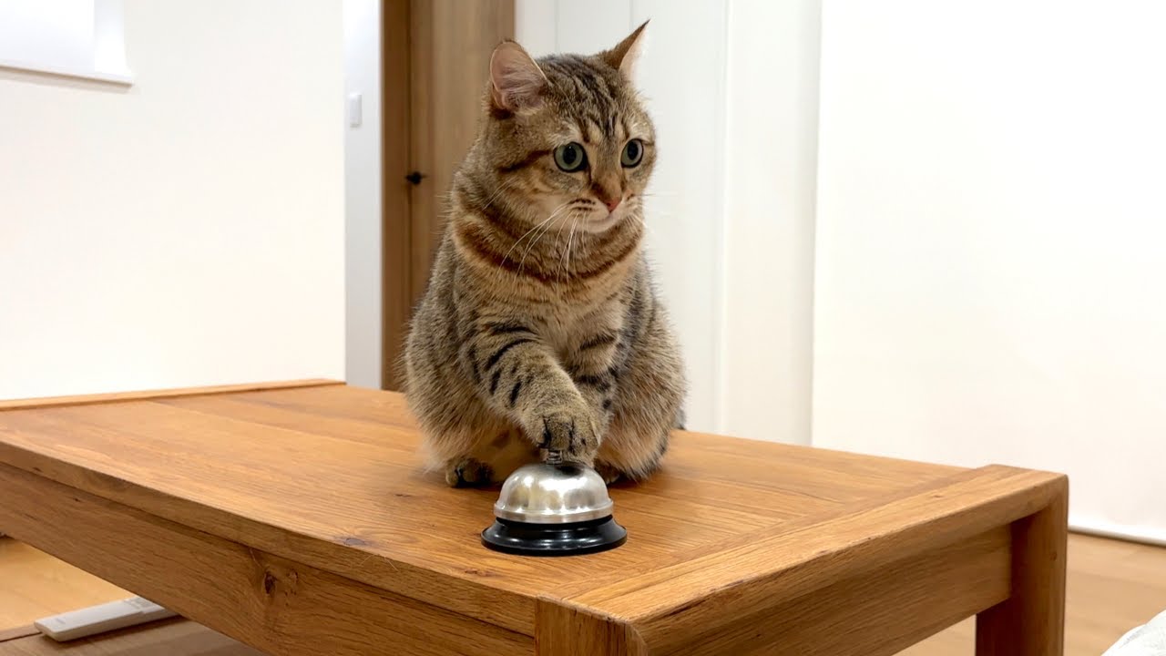 猫にベルを教えたら大変なことになりました…。