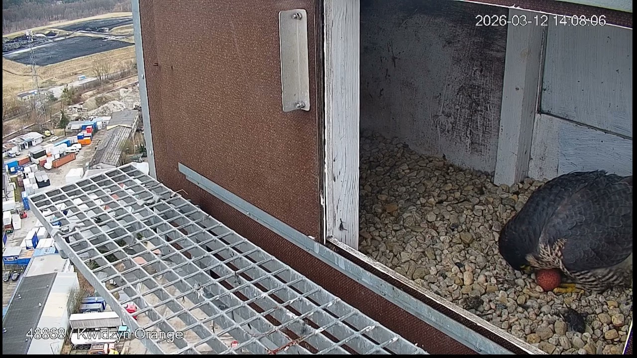 Drugie jajko w Kwidzynie. Orange. 12.03.2026.