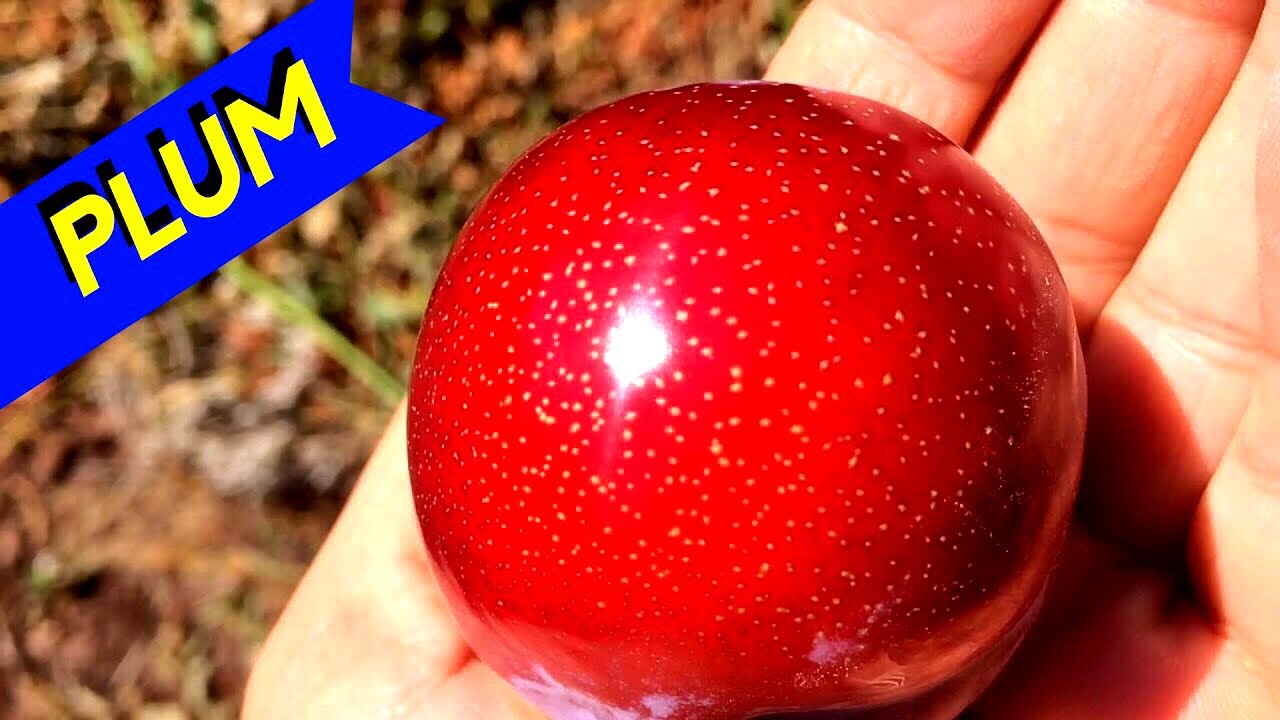 Santa Rosa Plums - Shiny & Delicious Plums (2017)