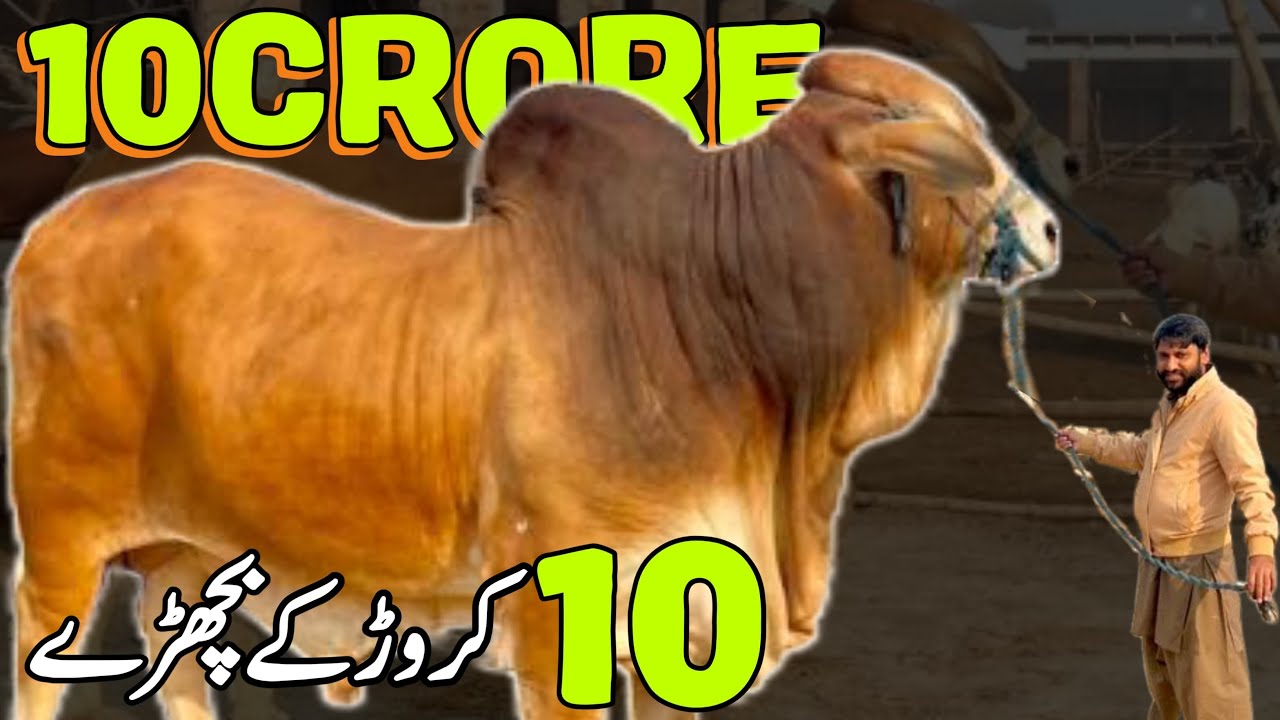 10 cror k bachry 💥 Bachra farming🔥 bakra mandi Pakistan ♥️ #cow #multancowmandi #bull #cattlefarming