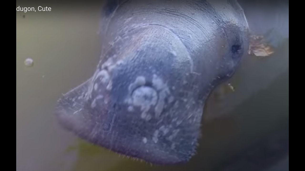 Close up of Dugong dugon, Cute