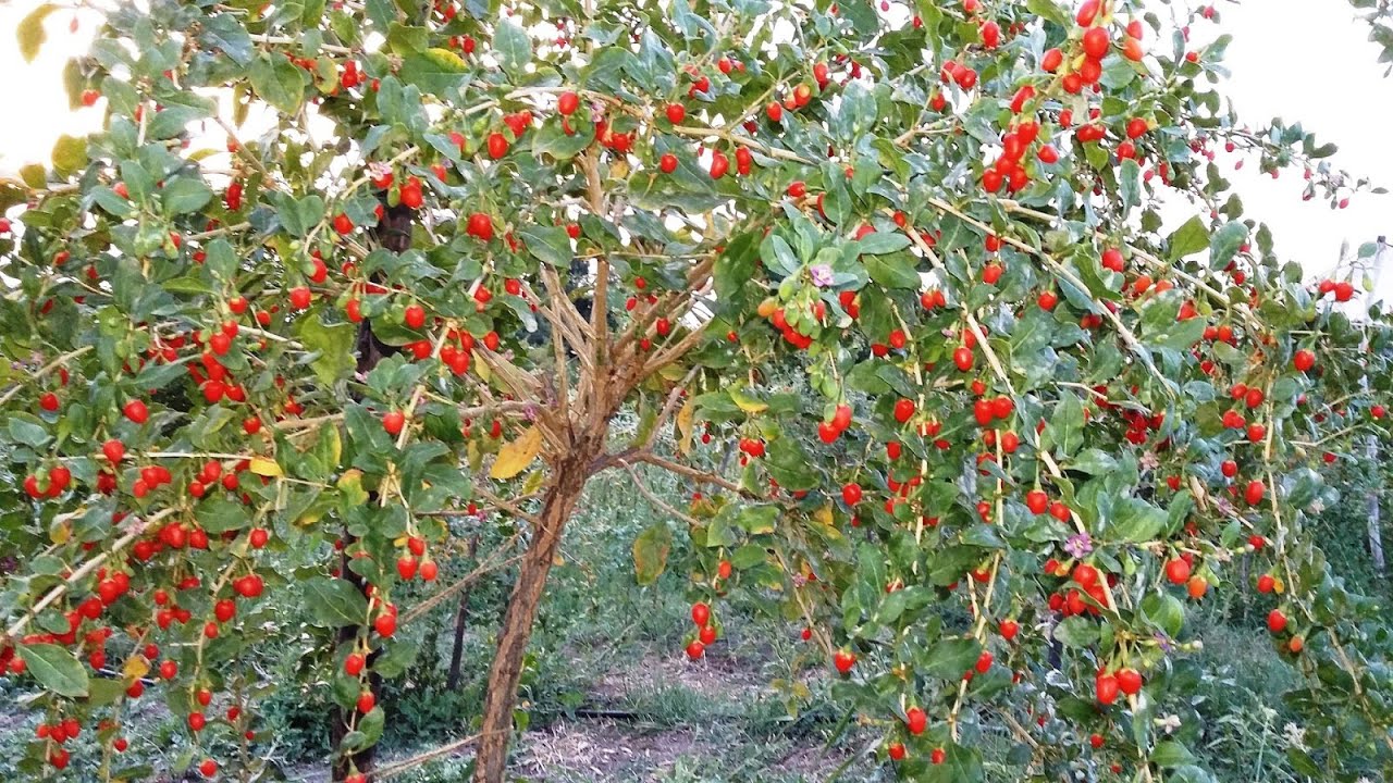 Arbust goji big cu varsta de 4 ani - productie aproximativa 2 kg  - Popa Cristian