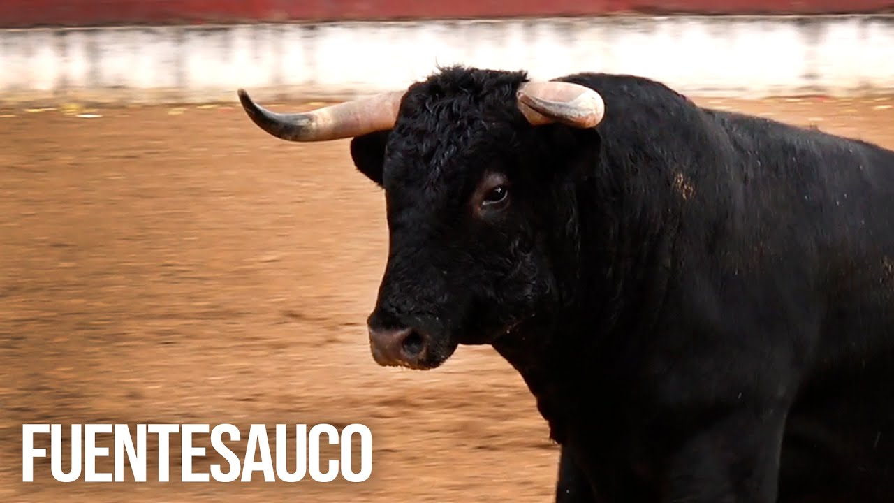 Fuentesaúco 2025 Concurso con Toros Bravos