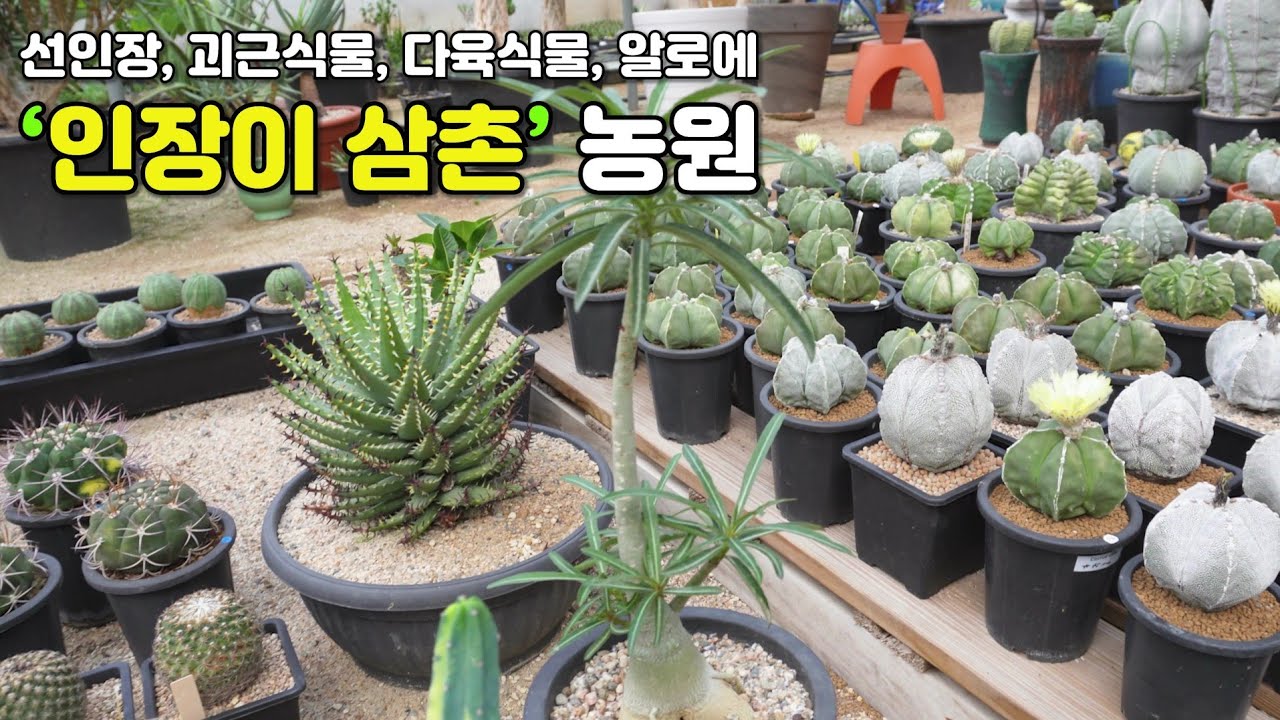 선인장, 아프리카 식물, 다육 식물, 코덱스 괴근식물, 알로에 농원을 소개합니다, Gardening farm