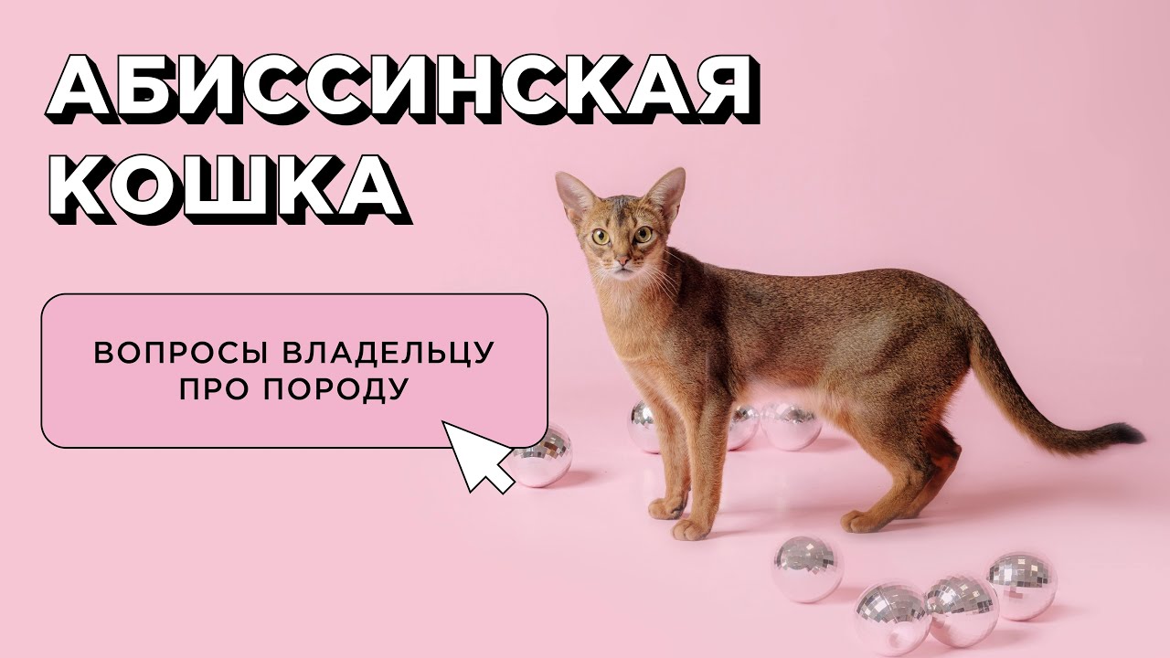 10 вопросов об абиссинской кошке: характер и поведение. Отзыв владельца
