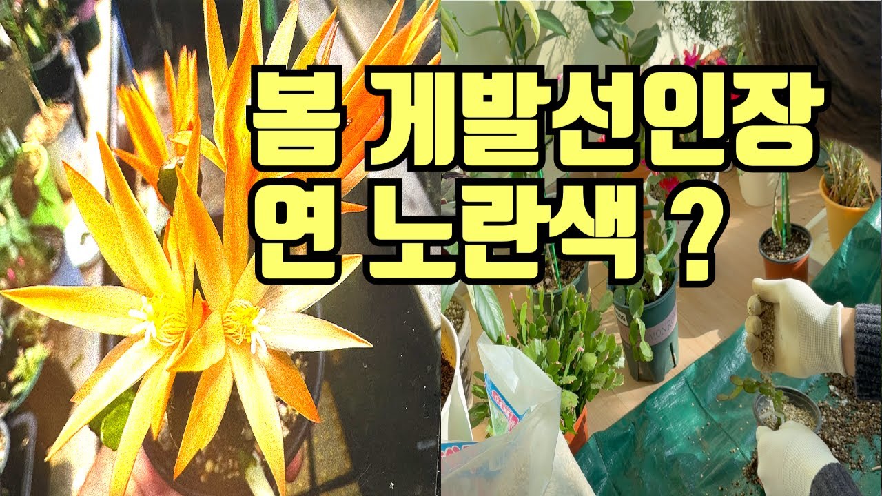 목기린선인장 접목하는 날 연노란 게발선인장 데려왔어요