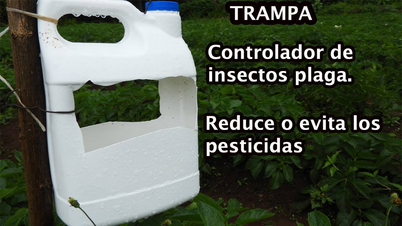 Trampa para insectos // Uso de las feromonas  en la agricultura