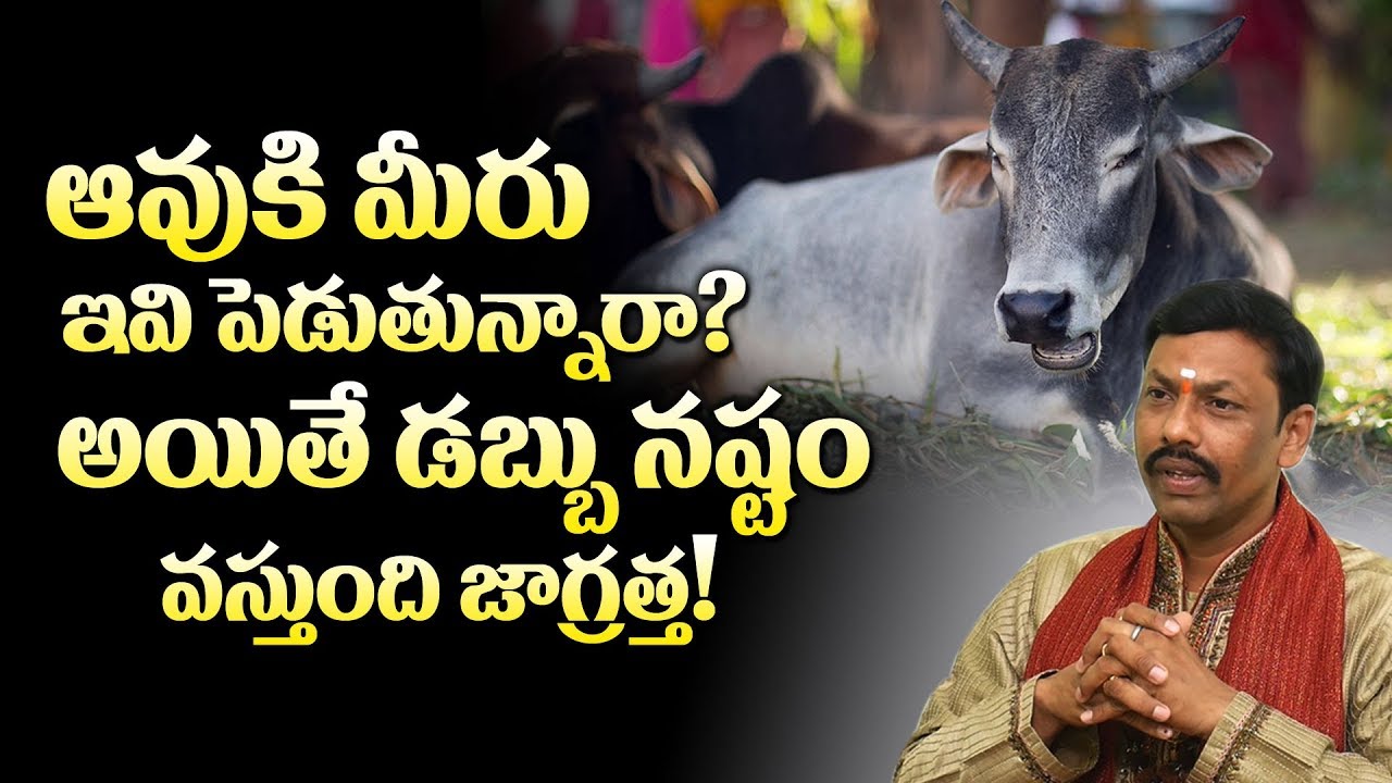 ఆవుకి మీరు ఇవి పెడుతున్నారా? | Food For Gomata | ఆవుకి ఏం పెడితే మంచిది! | M3