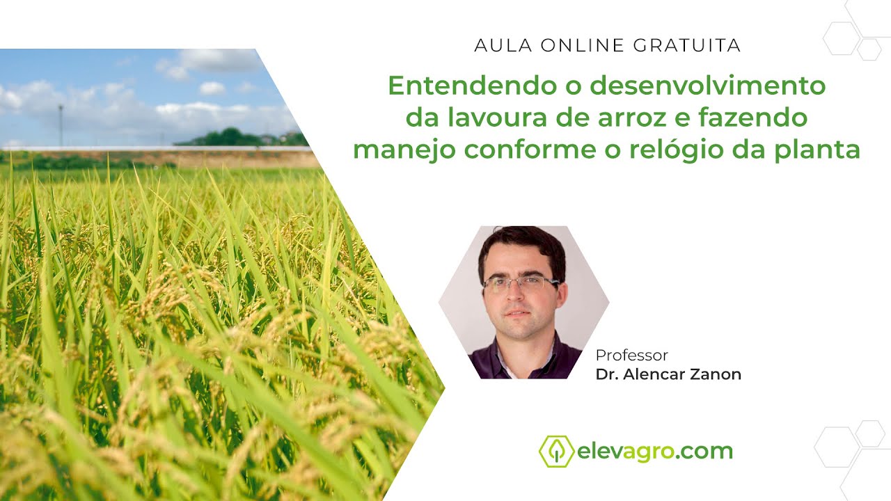 Entendendo o desenvolvimento da lavoura de arroz e fazendo manejo conforme relógio da planta