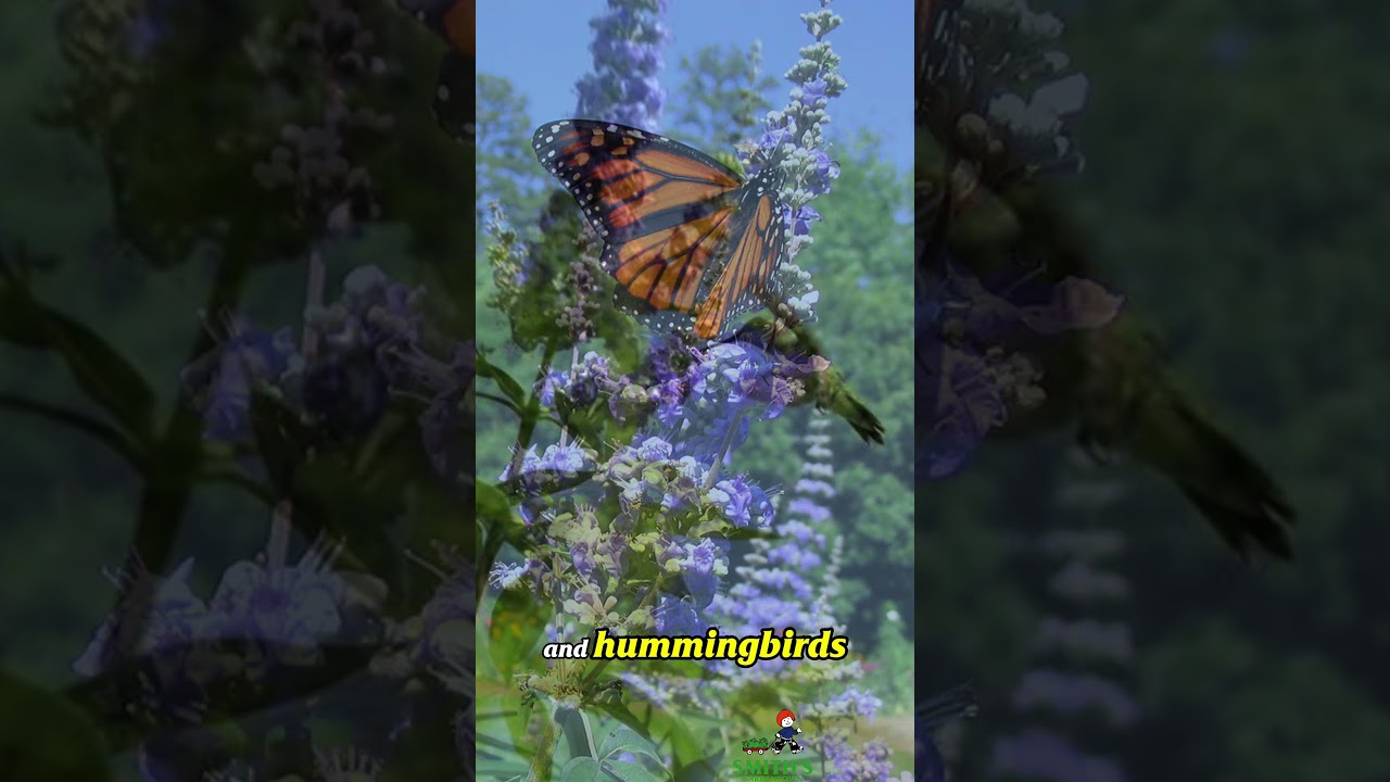 THe Vitex Tree