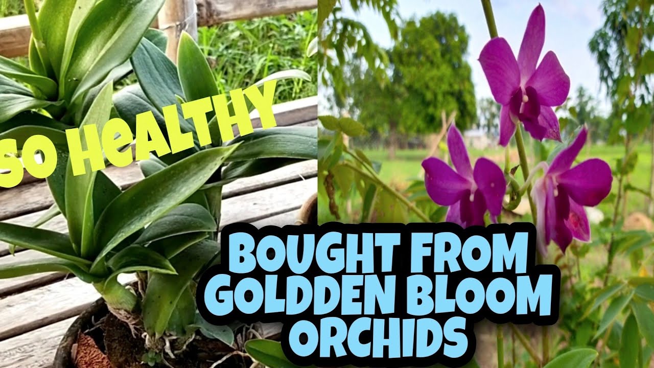 How much are my Orchids from Golden Bloom Orchids Farm.
