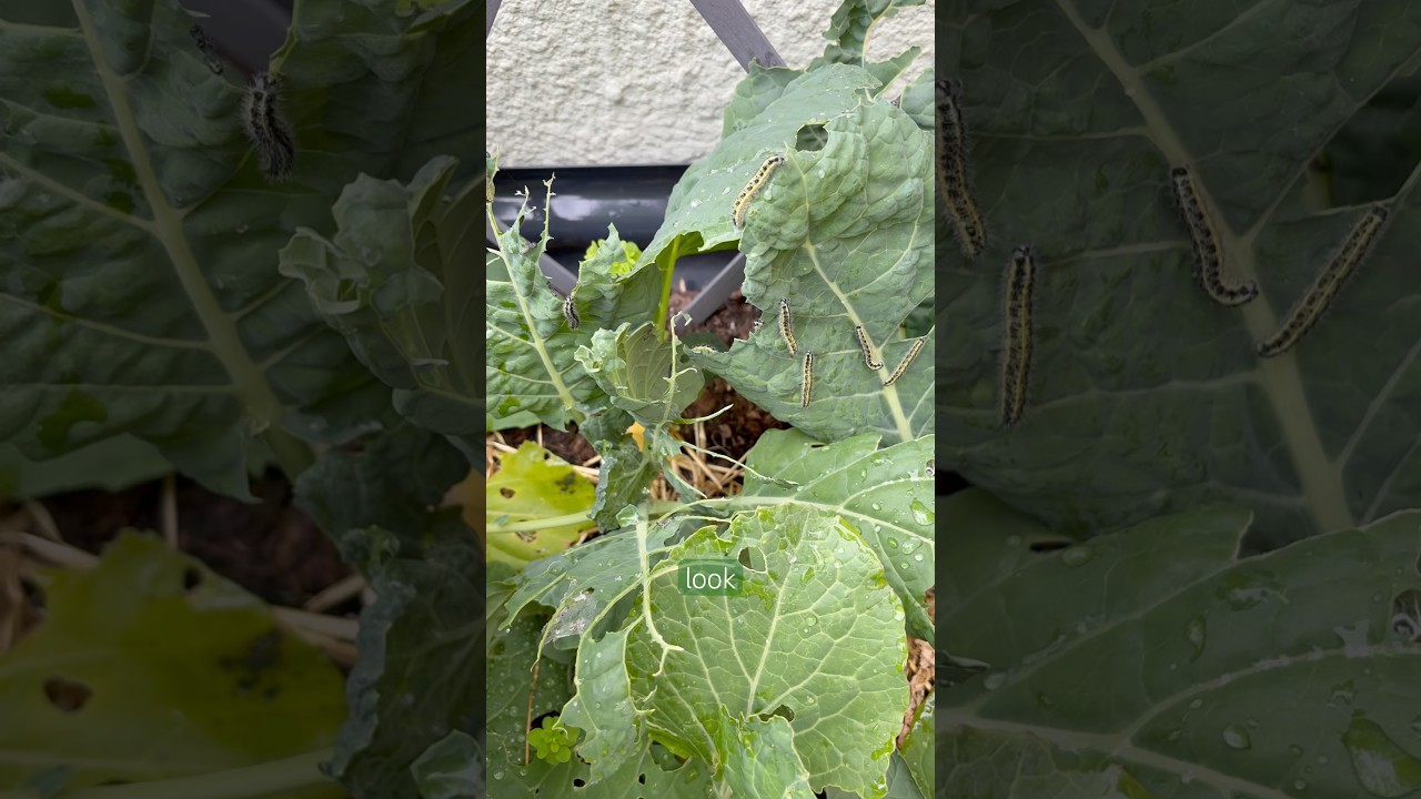 Loads of caterpillars eating my cabbages I am growing #caterpillar #garden #cabbage