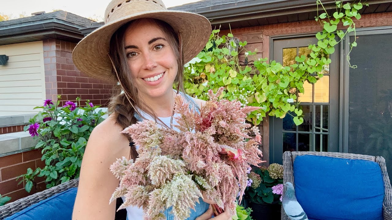 Harvesting Floret Celosia To Dry & Saving Seeds To Give Away!