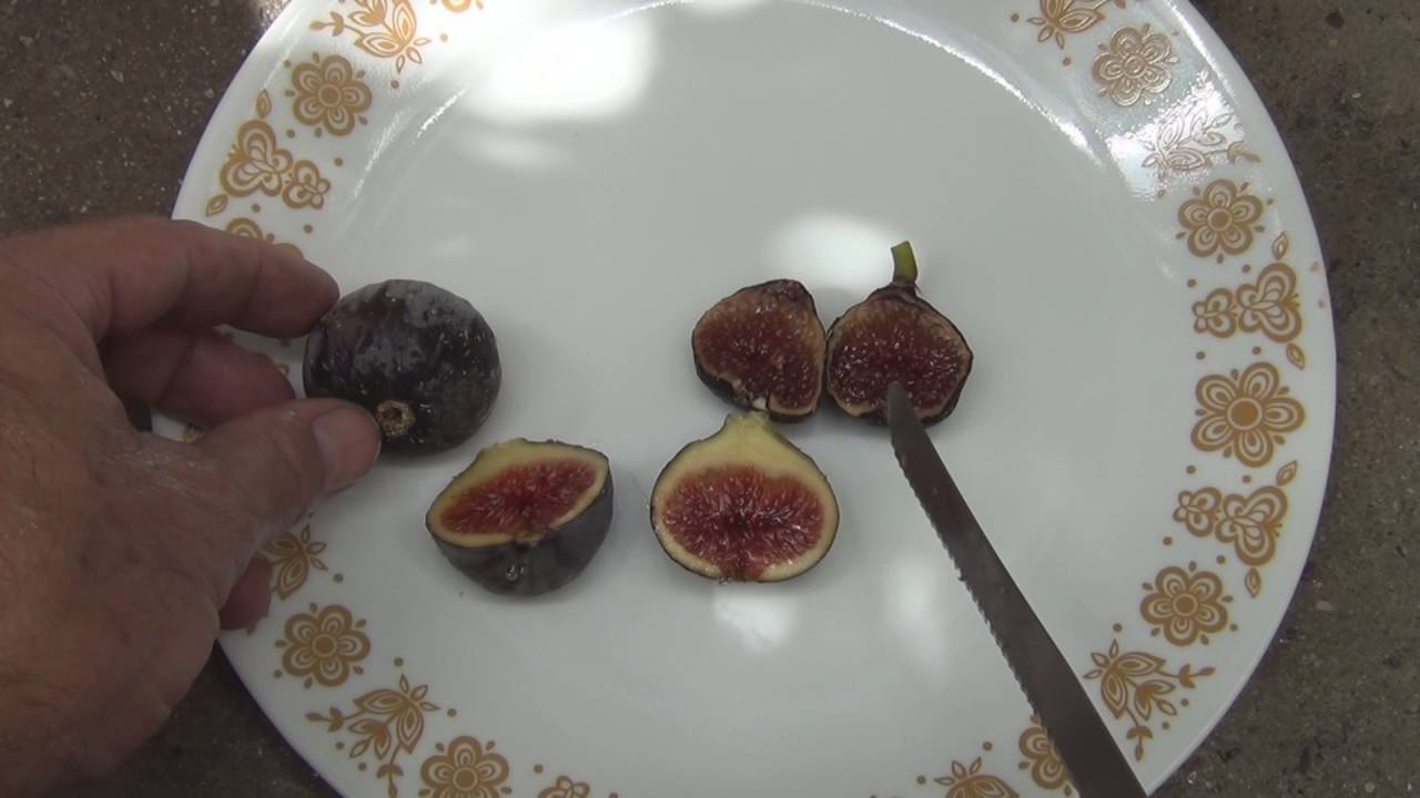 Black Madeira and Ischia Black Figs