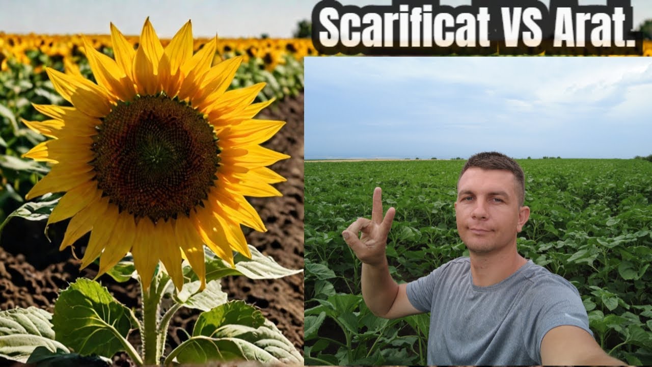 Floarea Soarelui 2024 Plug VS Scarificator!