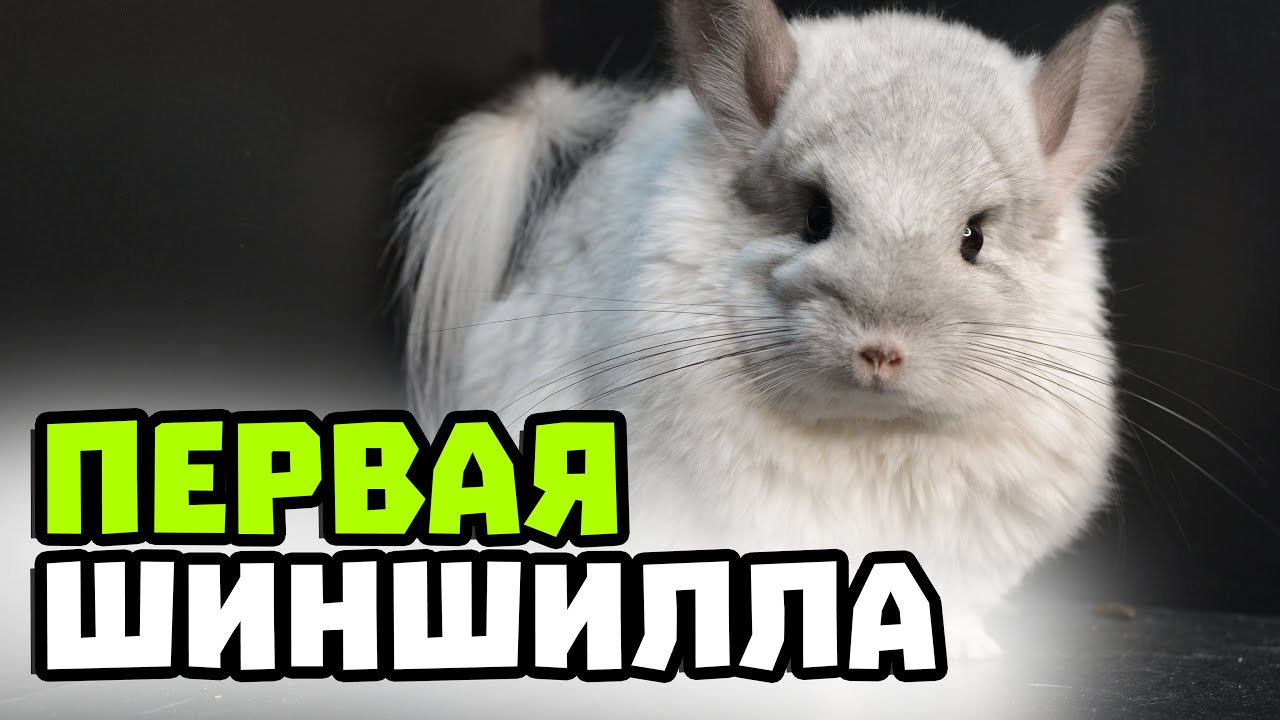 Как я купила свою первую шиншиллу? | Почему я решила завести 100 шиншилл?