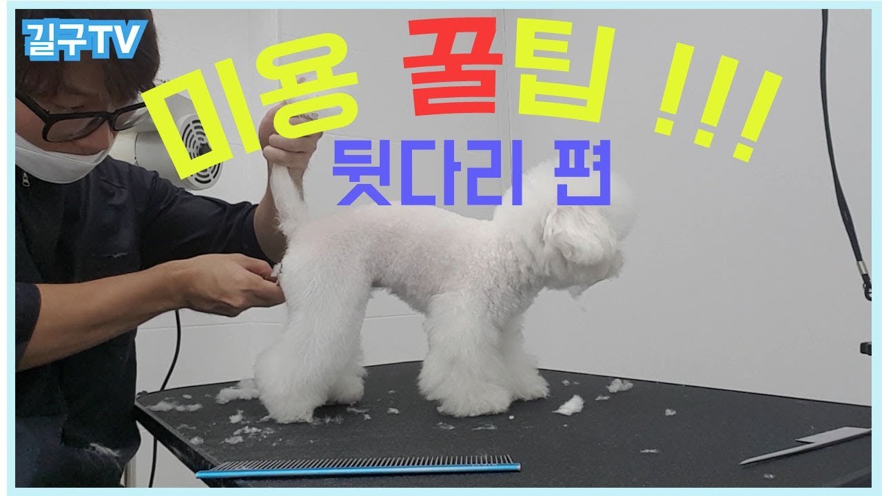 미용 꿀팁!! -뒷다리 편 - /비숑미용/애견미용/시저링/강아지