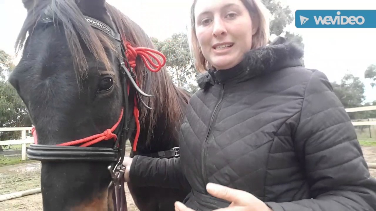 Trot training a Standardbred