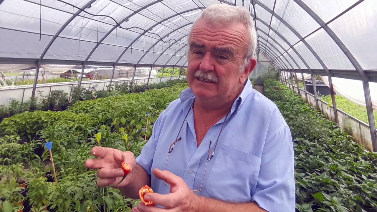 Come seminare il peperoncino o peperone piccante
