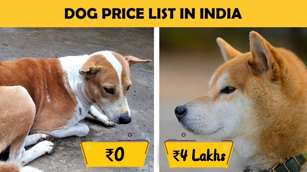 Dog Prices In India - Part 1 (Large Breed Dogs)