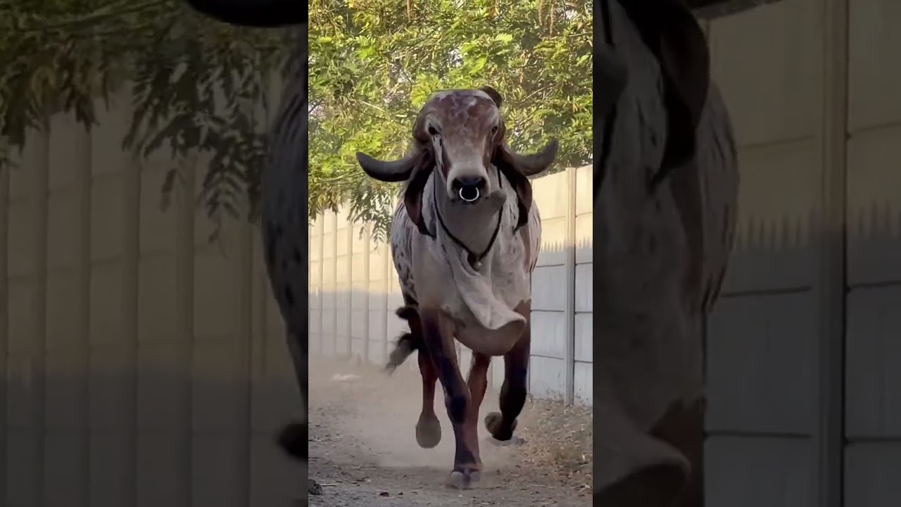 👍 Madhav 👌 world famous Gir Bull