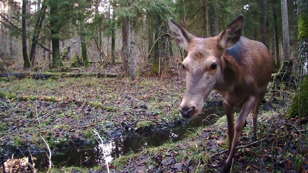 Fotopułapka w Puszczy Knyszyńskiej – Styczeń 2025 | Jeleń, Wilk, Dzik, Jenot | iZEEKER iG600