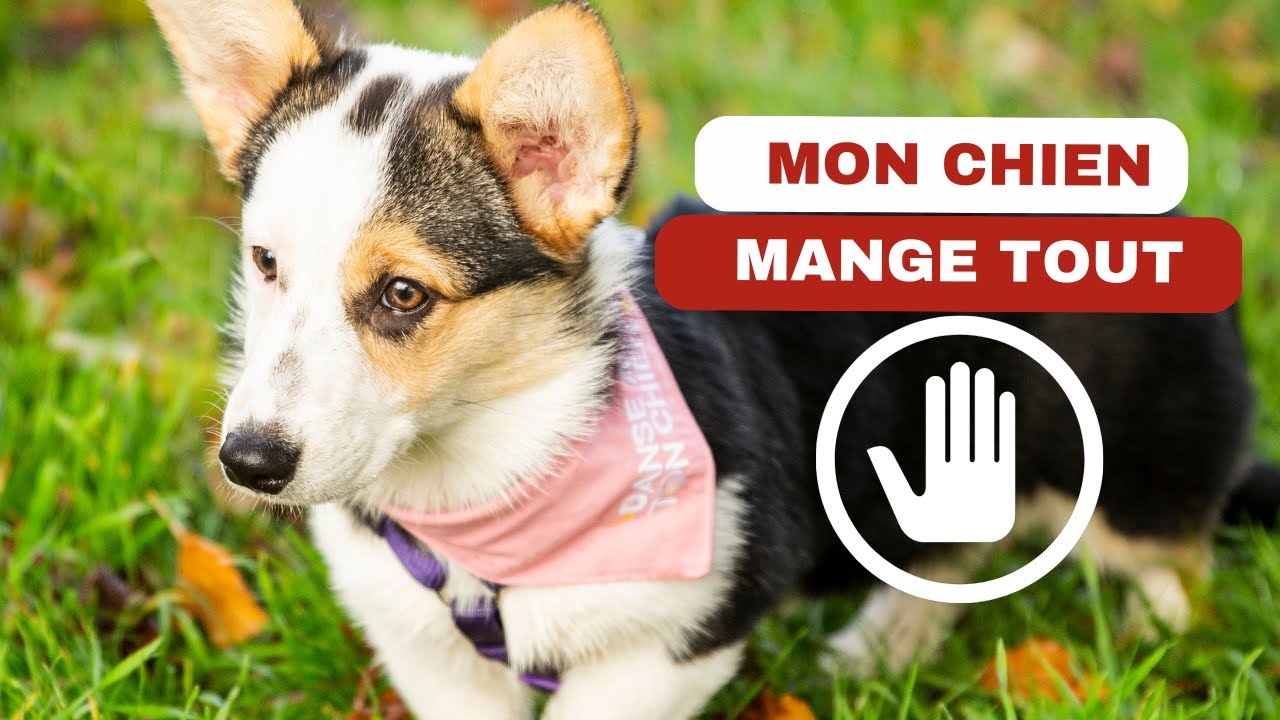 Le refus d'appât en autocontrôle - exercice extrêmement utile avec son chien