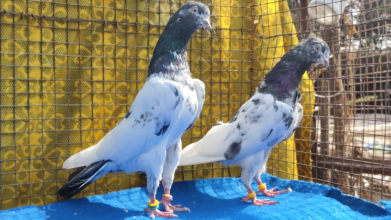 Original Imported Teddy kabootar! High Flyers Teddy Pigeons!Mr Sarfu! Andheri West Mumbai