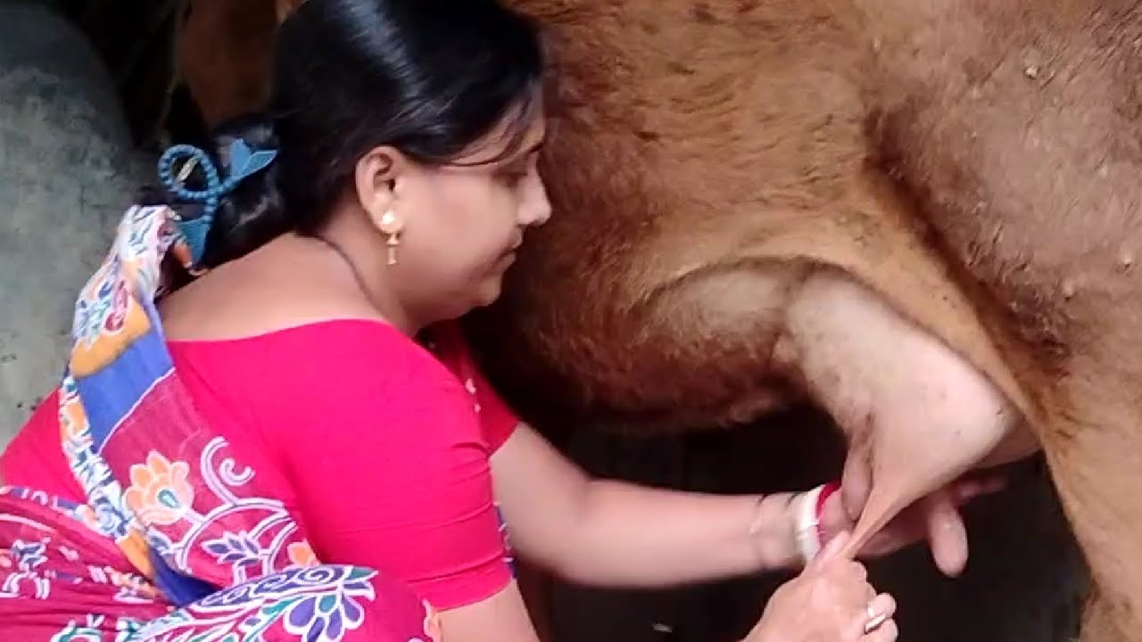 গঙ্গা আমায় প্রত্যেক বছর বছর বেটি দেয় । এবারের বেটির নাম লক্সমী । Cute baby cow l cow farm#village 
