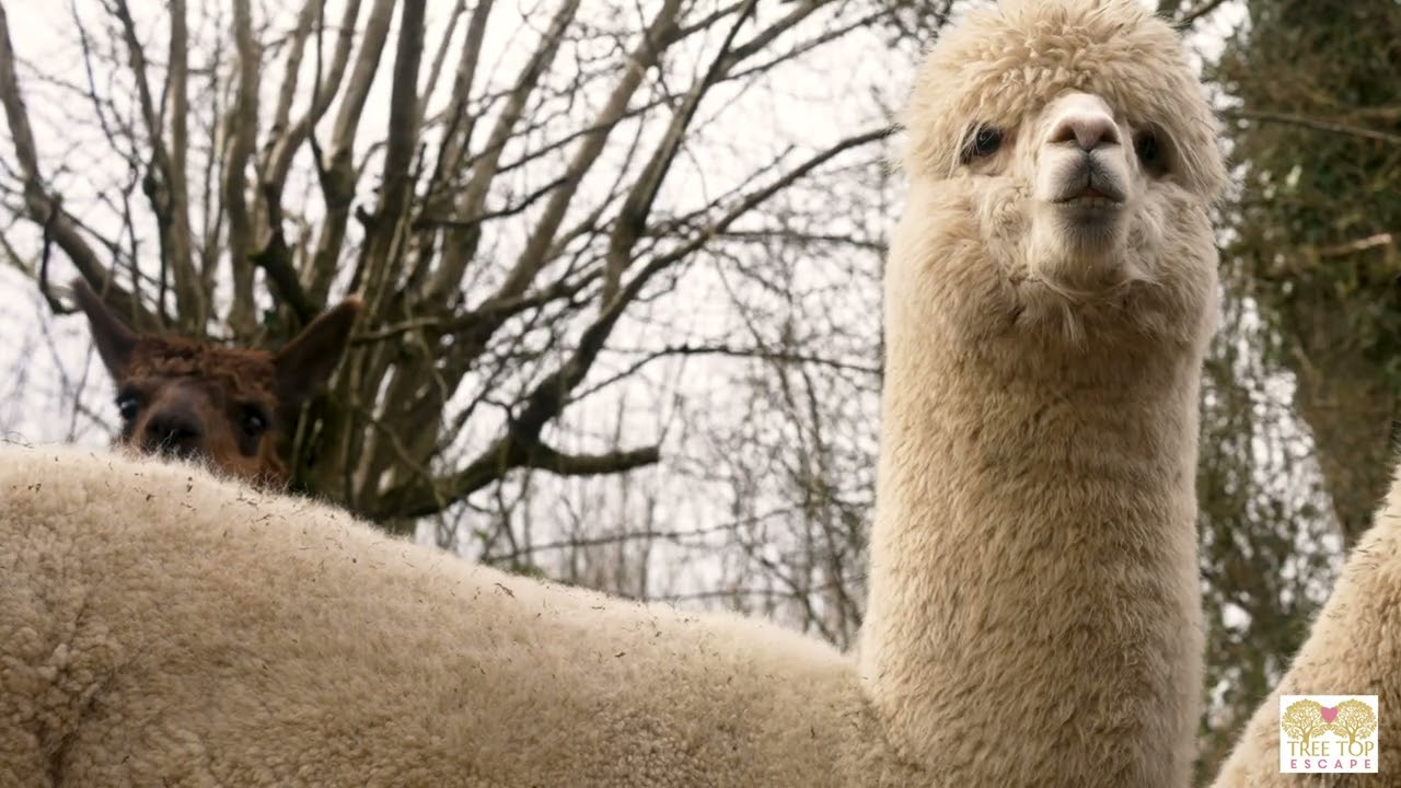 Tree Top Escape Promotion Video 2022