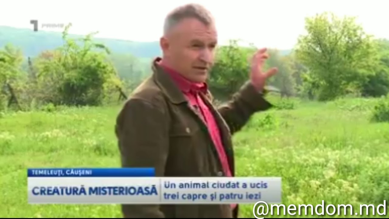 O creatură ciudata în Moldova (CIUPAKABRA)