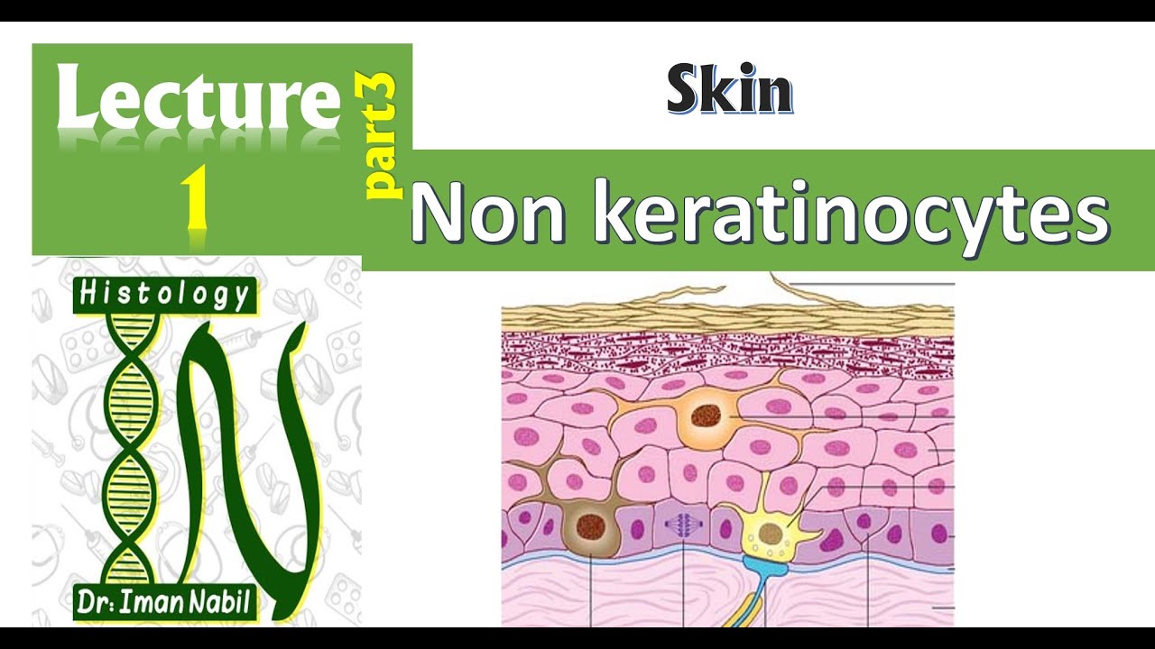 1c-Histology of the epidermis part3-Non keratinocytes-Skin