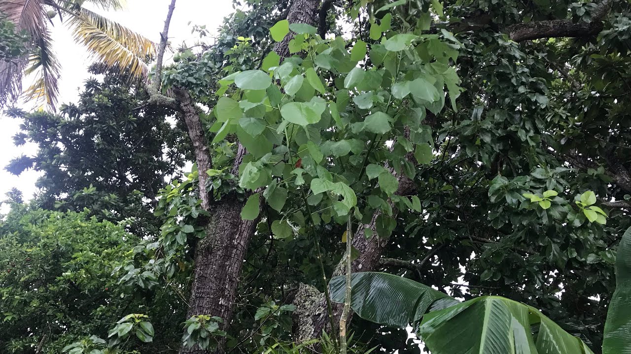 PI&Ntilde;&Oacute;N, LEUCAENA, TITONIA Y OTROS CULTIVOS FORRAJEROS PARA CABRAS EN NUESTRO PATIO!