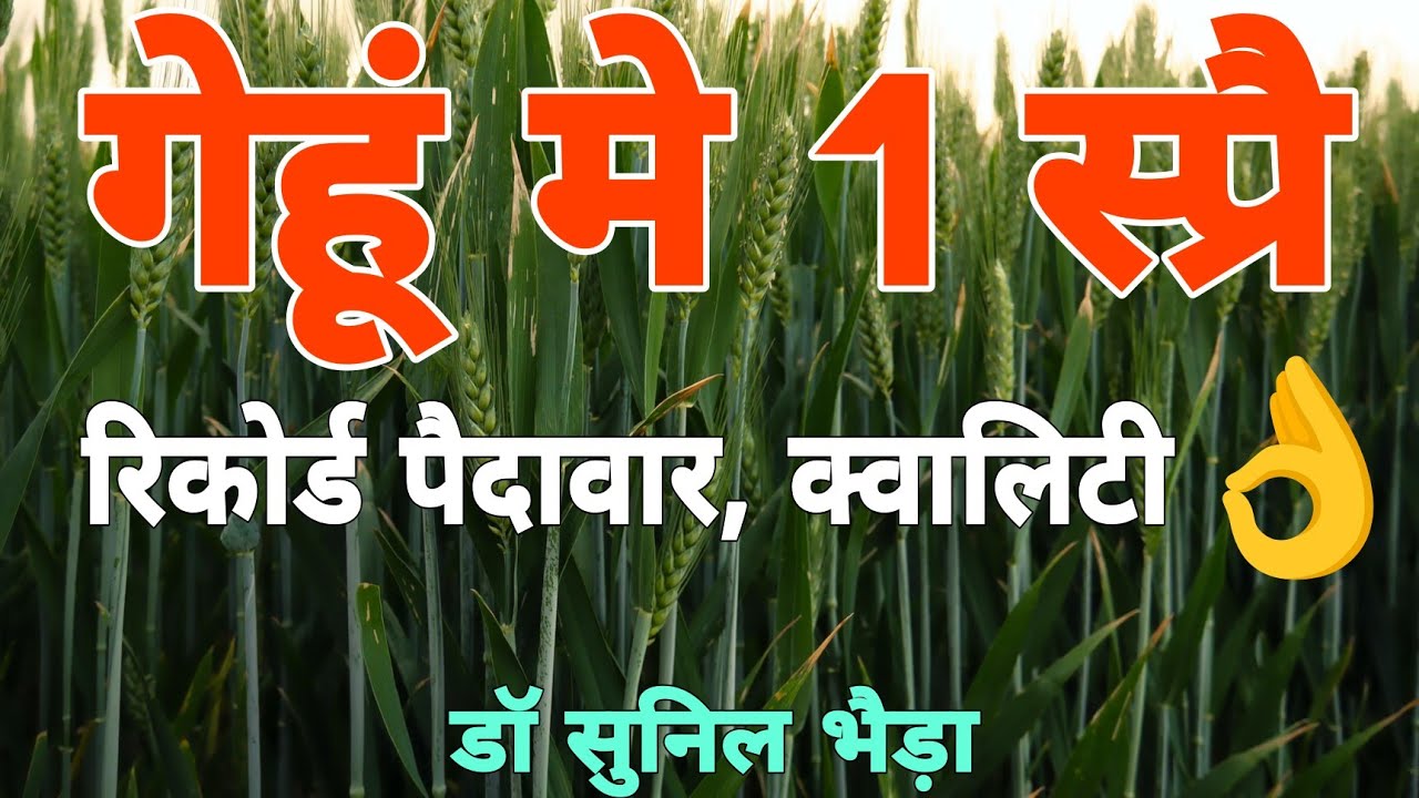 गेहूं मे जबरदस्त उपज, मोटा दाना- कम खर्च का शानदार स्प्रै।काले दाने नहीं होगें Low Cost दमदार स्प्रै