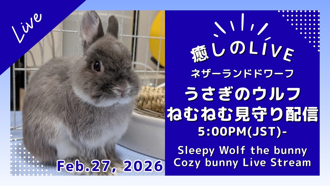 【癒し】ねむねむうさぎ配信　 2/27 17時　Cozy Wolf Time 🌙 ウルフとまったり過ごす夜