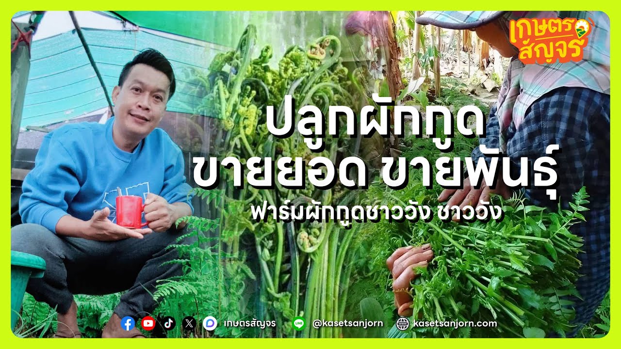 ปลูกผักกูด ลงทุนน้อย ขายยอด ขายพันธุ์ ฟาร์มผักกูดชาววัง ชาววัง | เกษตรสัญจร Podcast