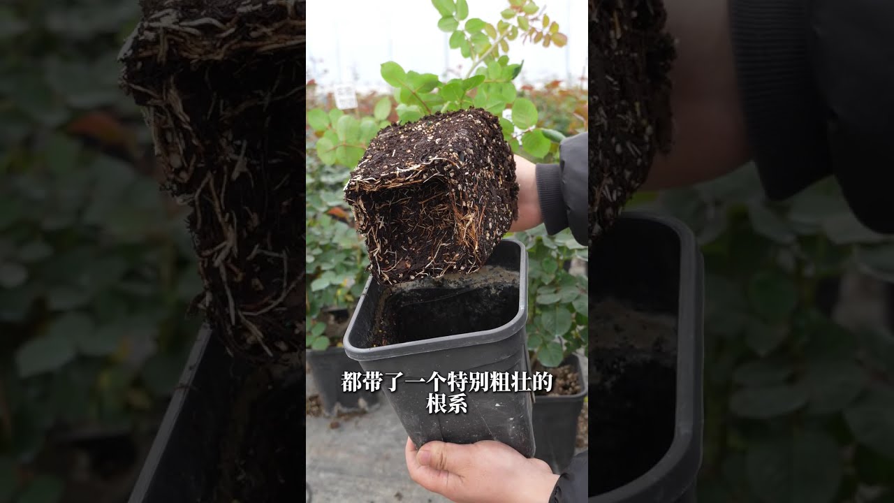 【天狼说月季】我的月季被嫌弃了，来说一说真心话