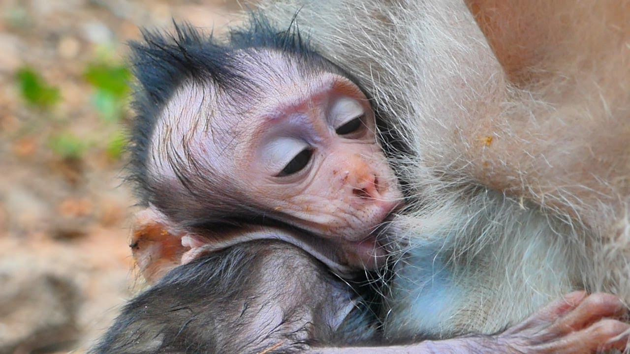 Not wait Jagger fast to drink sweet milk mommy.