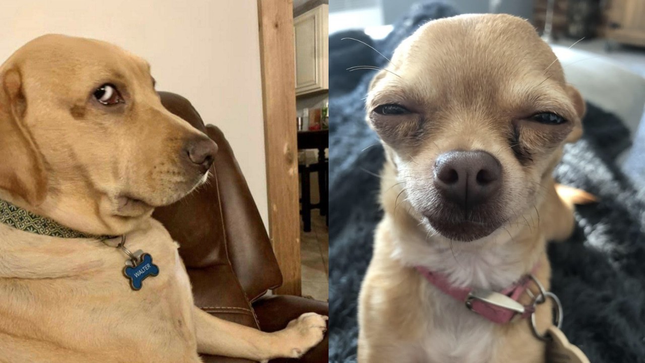 🤣🐶 Невероятные собачьи неудачи: посмотрите на этих забавных щенков в действии! 🤣🐶