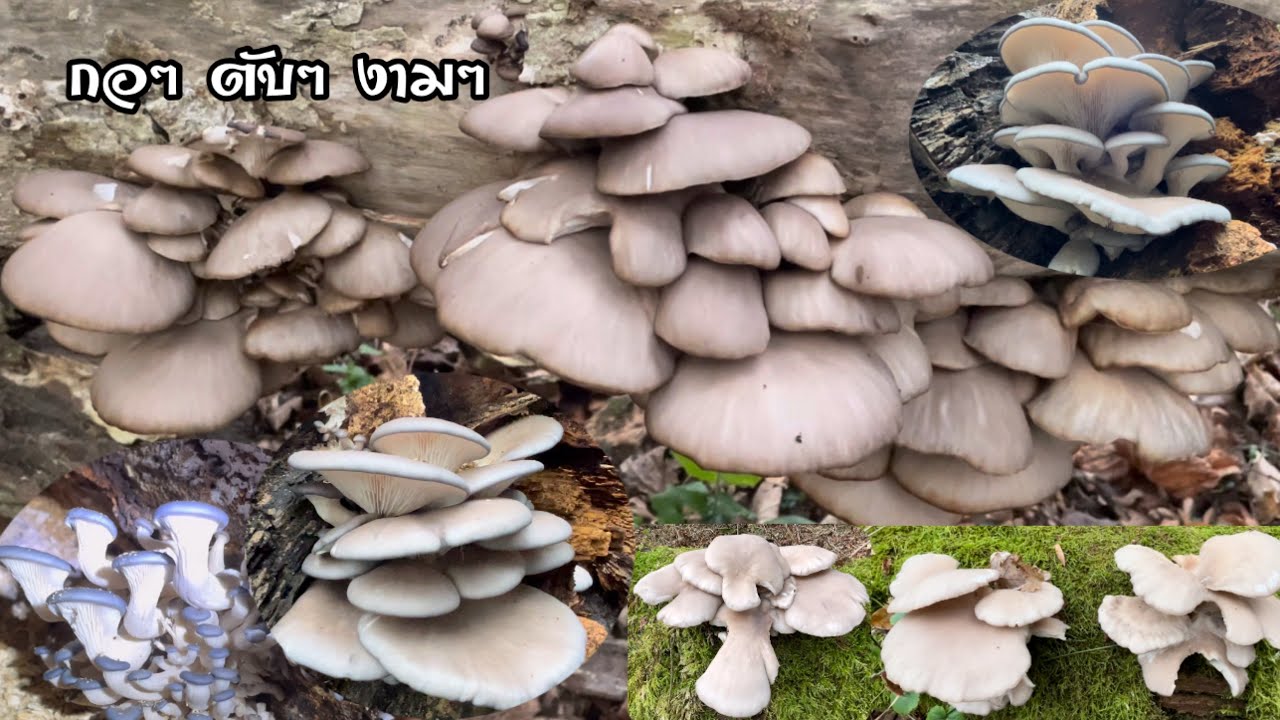 เกือบไม่ทัน!…ได้เต็มย่าม พายล้มพายเซ😝 ชม เก็บและงัดเห็ดนางรมป่างามๆ Wild Oyter mushrooms อังกฤษ