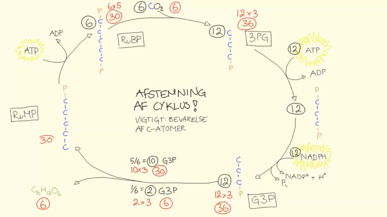 Fotosyntesen - Calvins cyklus | Biotech Academy