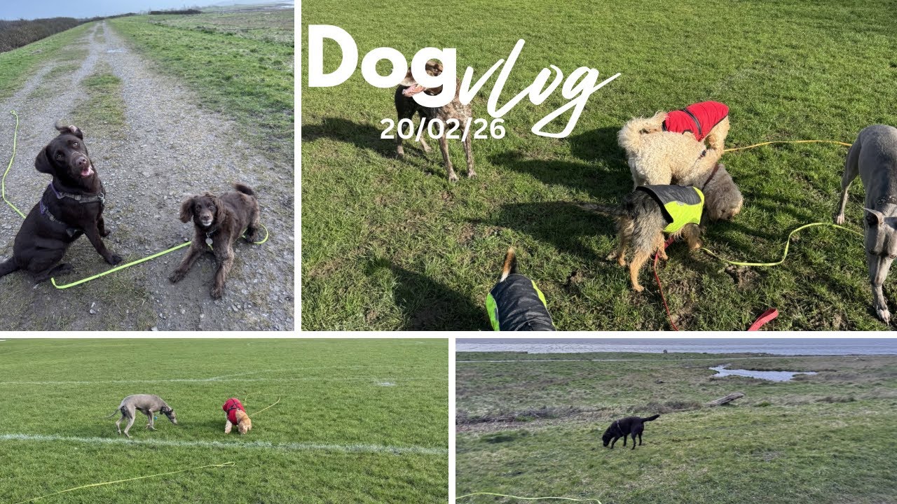 Happy Friday! A day in the life of a dog walker 🐾