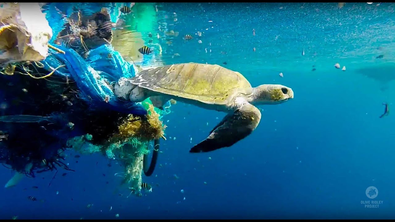 Ghost Nets Entangling Sea Turtles