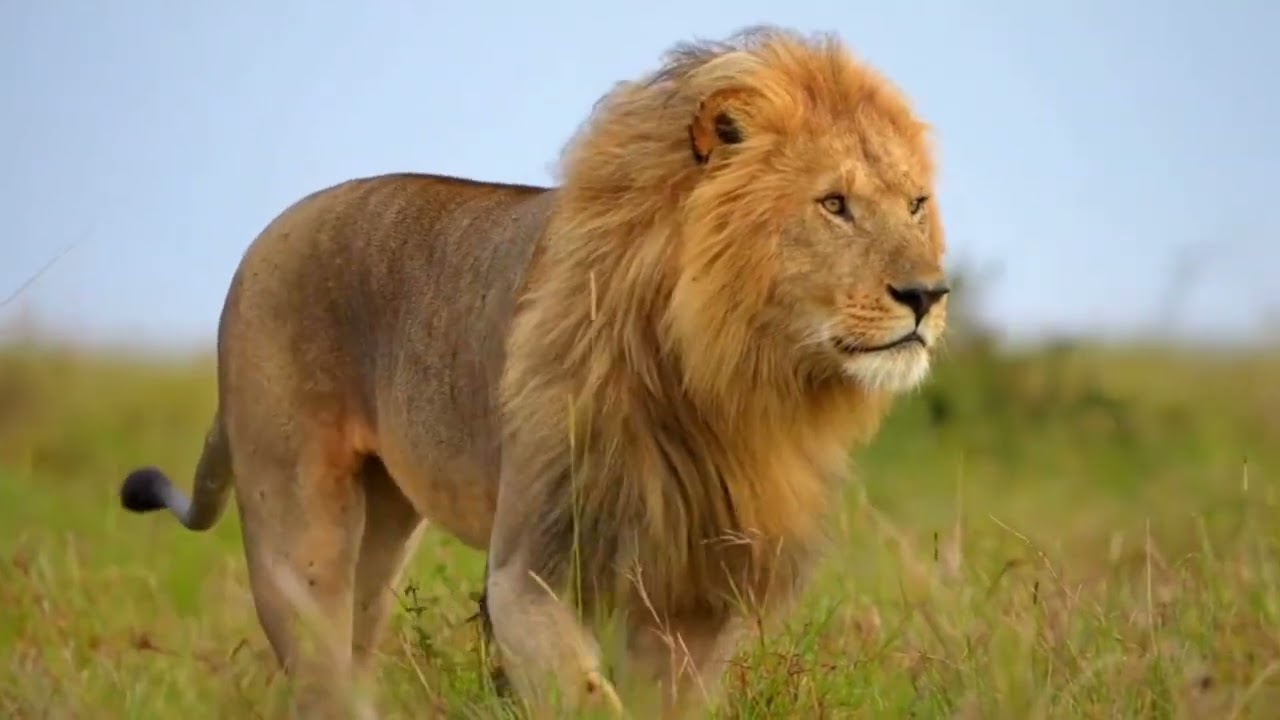 Download Free 4K Video Footage | Stock Footage Free | Lions Stock Footage 4K