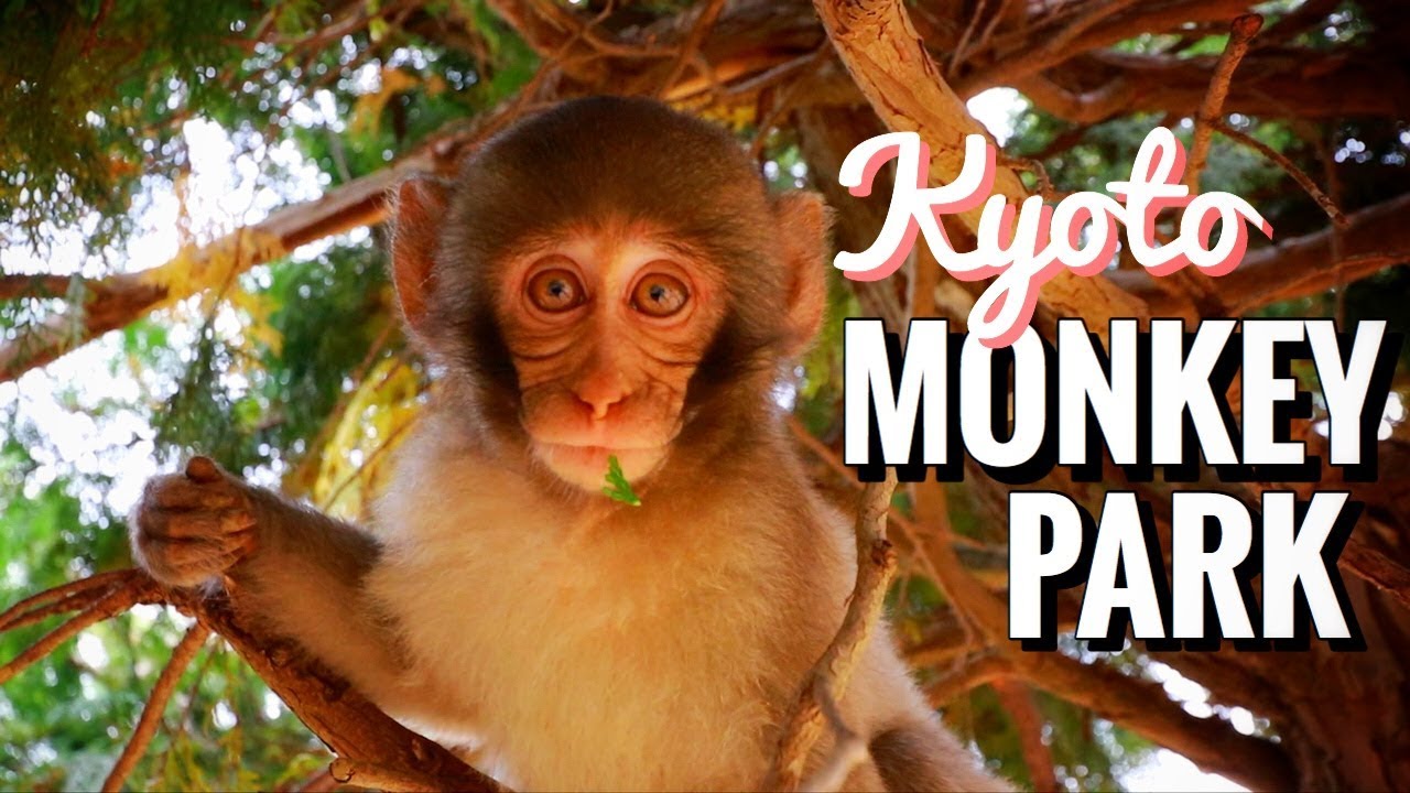 Inside of Japan’s Best Monkey Park 🐒 Arashiyama, Kyoto