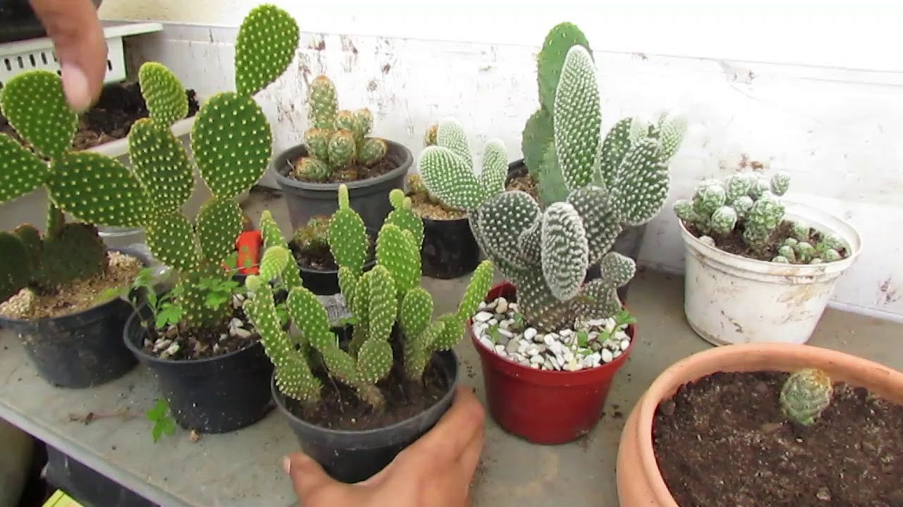 Como reproduzir os seus cactos de maneira fácil e rápida. Tenha um jardim de cactos! 🌵