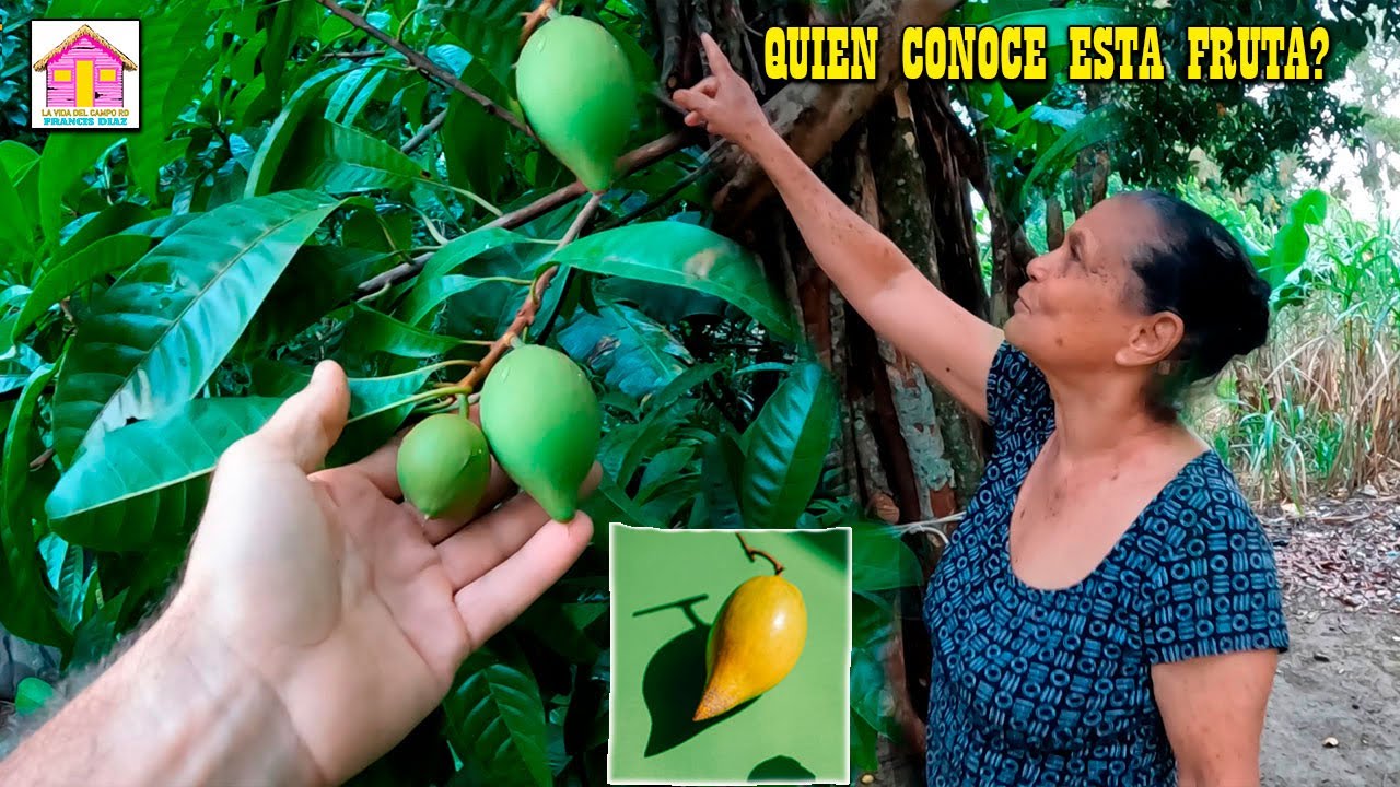 Maria tiene MATAS DE CANELA,CLAVO DULCE ,FRUTA CANISTEL y mas en SAN JOSE DE LAS MATAS